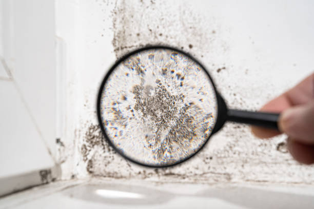 Best DIY Mold Remediation in USA